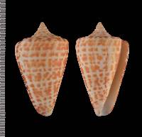 Conus spurius image