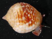 Euplica turturina image