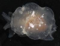 Berthella stellata image