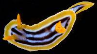 Chromodoris quadricolor image