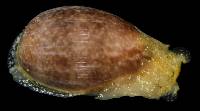 Bulla occidentalis image