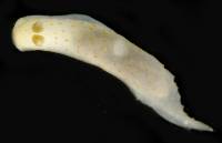 Gymnodoris alba image