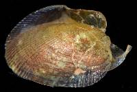 Musculus lateralis image