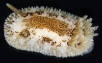 Onchidoris bilamellata image