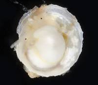 Crepipatella lingulata image