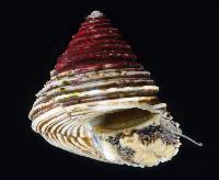 Calliostoma canaliculatum image