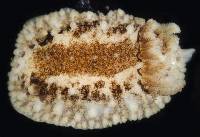 Onchidoris bilamellata image