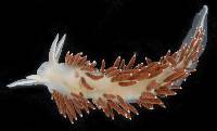 Flabellina verrucosa image