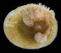 Acmaea mitra image