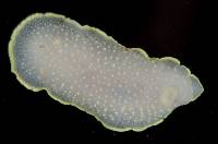 Cadlina luteomarginata image