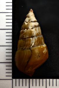 Pleurocera canaliculata image