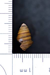 Gyrotoma pyramidata image