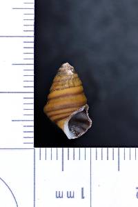 Gyrotoma pyramidata image