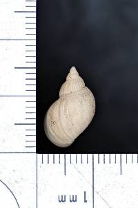 Stagnicola utahensis image