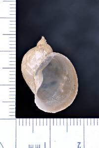 Radix auricularia image