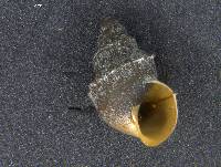 Potamopyrgus antipodarum image