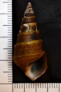 Pleurocera canaliculata image