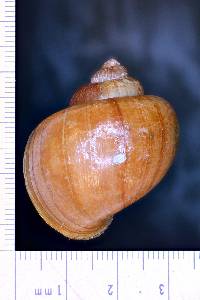 Pomacea aulanieri image