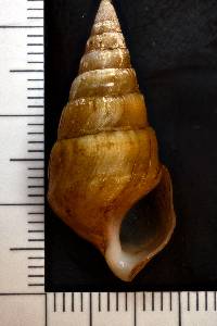 Pleurocera canaliculata image