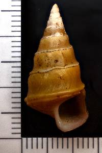 Pleurocera canaliculata image