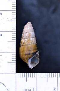 Pleurocera showalteri image