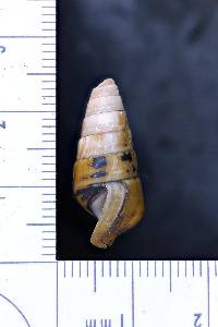 Pleurocera showalteri image