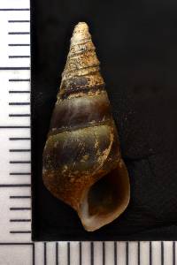 Pleurocera acuta image