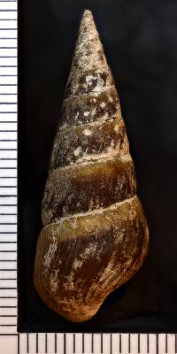 Pleurocera acuta image