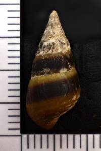 Pleurocera alveare image