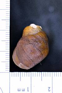 Leptoxis taeniata image