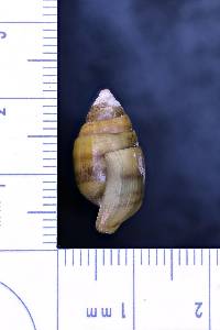 Pleurocera corpulenta image