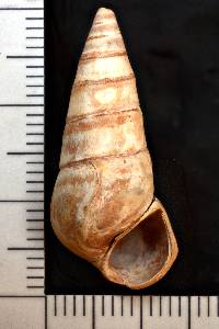 Pleurocera alveare image