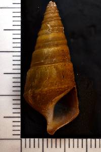 Pleurocera canaliculata image