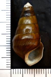 Pleurocera canaliculata image