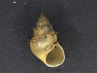 Potamopyrgus antipodarum image