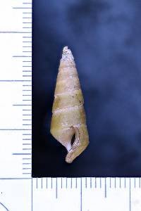 Pleurocera pyrenella image