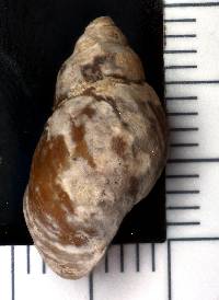 Elimia potosiensis image