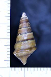 Pleurocera nobilis image