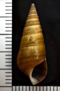 Pleurocera acuta image