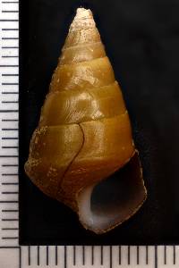 Pleurocera canaliculata image