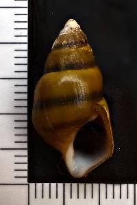 Pleurocera alveare image