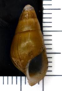 Elimia olivula image