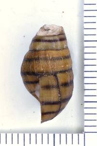 Elimia bellula image