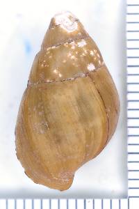 Elimia ampla image