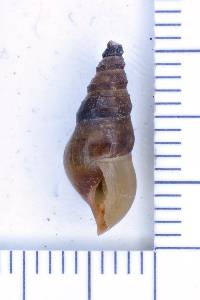 Elimia bellacrenata image