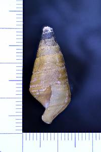 Pleurocera showalteri image