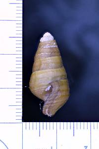 Pleurocera showalteri image