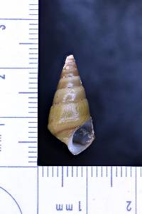 Pleurocera prasinata image