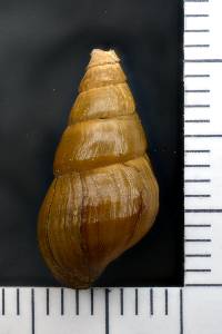 Elimia hydei image