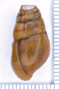 Elimia bellula image